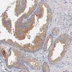Merck Anti-GRINA antibody produced in rabbit