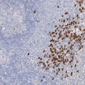 Merck Anti-NIPAL4 antibody produced in rabbit