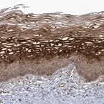 Merck Anti-ARMC8 antibody produced in rabbit