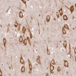 Merck Anti-TMIE antibody produced in rabbit