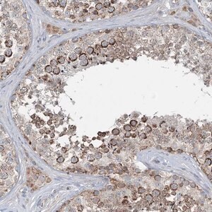 Merck Anti-CHCHD5 antibody produced in rabbit