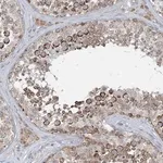 Merck Anti-CHCHD5 antibody produced in rabbit