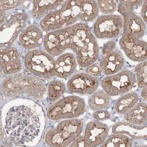 Merck Anti-BCR antibody produced in rabbit