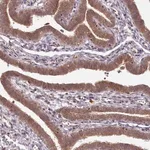 Merck Anti-PCBP2 antibody produced in rabbit