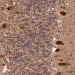 Merck Anti-VPS51 antibody produced in rabbit