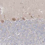 Merck Anti-ARHGAP32 antibody produced in rabbit