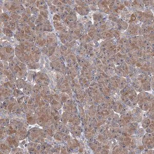 Merck Anti-HTR3B antibody produced in rabbit