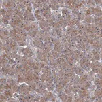 Merck Anti-HTR3B antibody produced in rabbit
