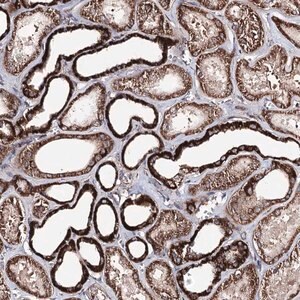 Merck Anti-MINDY3 antibody produced in rabbit