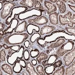 Merck Anti-MINDY3 antibody produced in rabbit