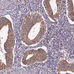 Merck Anti-UFM1 antibody produced in rabbit