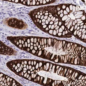 Merck Anti-INSC antibody produced in rabbit