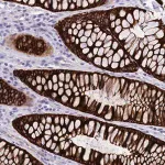 Merck Anti-INSC antibody produced in rabbit