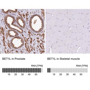 Merck Anti-BET1L antibody produced in rabbit