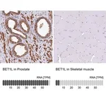 Merck Anti-BET1L antibody produced in rabbit
