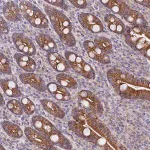 Merck Anti-SACM1L antibody produced in rabbit