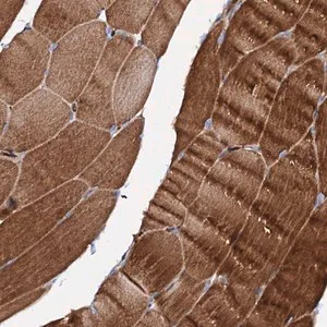 Merck Anti-SLC10A7 antibody produced in rabbit