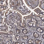 Merck Anti-SLC46A3 antibody produced in rabbit