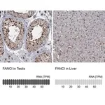 Merck Anti-FANCI antibody produced in rabbit