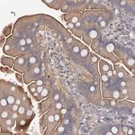 Merck Anti-SLC2A7 antibody produced in rabbit