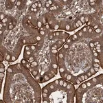 Merck Anti-UNC93A antibody produced in rabbit