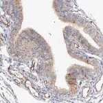 Merck Anti-NELL2 antibody produced in rabbit