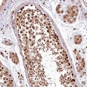 Merck Anti-PDS5B antibody produced in rabbit
