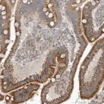 Merck Anti-THG1L antibody produced in rabbit