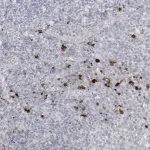 Merck Anti-HERC6 antibody produced in rabbit