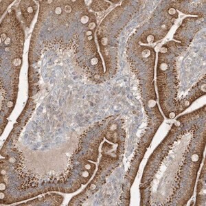 Merck Anti-THG1L antibody produced in rabbit