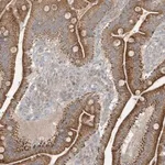 Merck Anti-THG1L antibody produced in rabbit