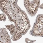 Merck Anti-MED28 antibody produced in rabbit