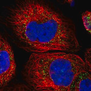 Merck Anti-ACOX3 antibody produced in rabbit