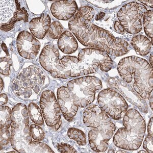 Merck Anti-PLEKHA5 antibody produced in rabbit