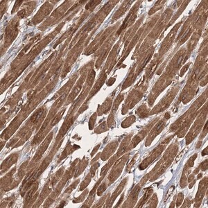 Merck Anti-ZFYVE16 antibody produced in rabbit