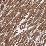 Merck Anti-ZFYVE16 antibody produced in rabbit