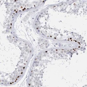Merck Anti-TMCO6 antibody produced in rabbit