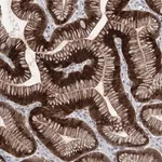 Merck Anti-METTL24 antibody produced in rabbit