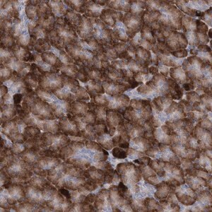 Merck Anti-GCNT4 antibody produced in rabbit