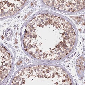 Merck Anti-PDE6D antibody produced in rabbit