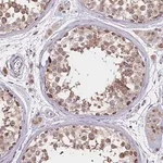 Merck Anti-PDE6D antibody produced in rabbit