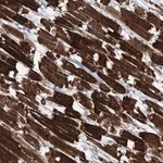 Merck Anti-CCSER2 antibody produced in rabbit