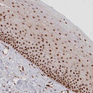 Merck Anti-POLR2B antibody produced in rabbit