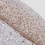 Merck Anti-POLR2B antibody produced in rabbit