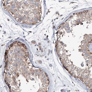 Merck Anti-MPHOSPH9 antibody produced in rabbit
