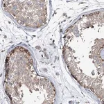 Merck Anti-MPHOSPH9 antibody produced in rabbit