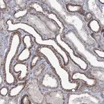 Merck Anti-FAM120B antibody produced in rabbit