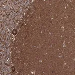 Merck Anti-DOCK3 antibody produced in rabbit