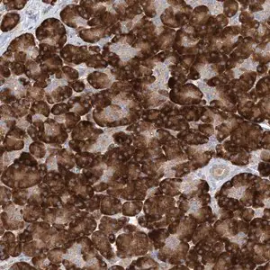 Merck Anti-MMADHC antibody produced in rabbit
