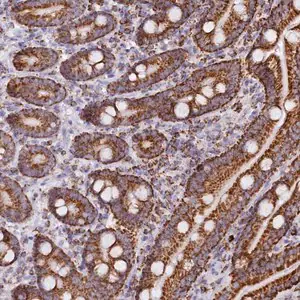 Merck Anti-C1D antibody produced in rabbit